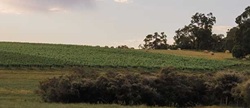 Barrecas Wines
